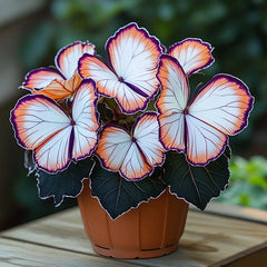 Butterfly Begonia Gradient Orange