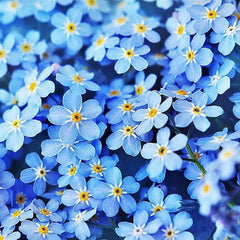 Forget Me Not Seeds for Ground Cover for Tulips and Other Seeds