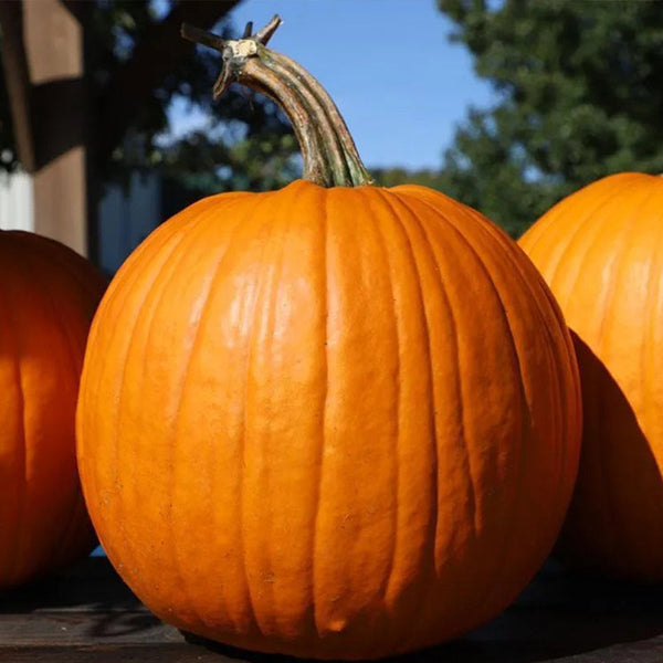 Pumpkin Bellatrix F1