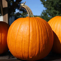 Pumpkin Bellatrix F1