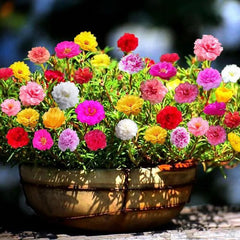 Muti-color double petal sunflower seeds