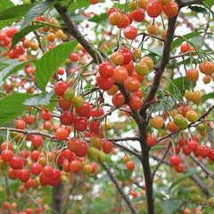 Cherry Tree Seeds Fruit Sweet Edible Bonsai Plants Garden Home