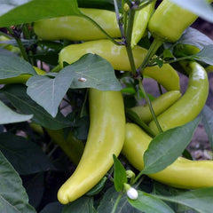 Hungarian Yellow Wax Hot Pepper Garden Seeds  Non-GMO, Vegetable Gardening Seed