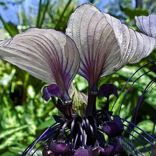 Angel Trumpet Double Purple Flower Seeds Brugmansia Datura