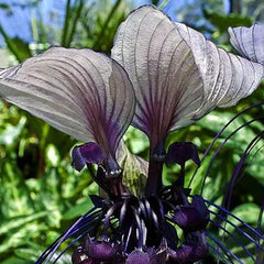 Angel Trumpet Double Purple Flower Seeds Brugmansia Datura