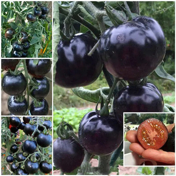 Organic Indigo Rose Tomato Seeds,Solanum Lycopersicum