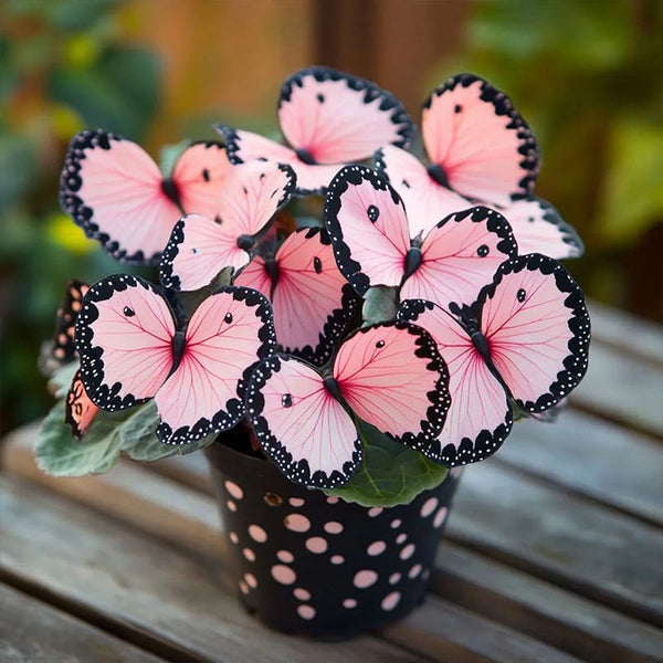 Butterfly Begonia Spotted-Orange