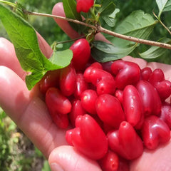 Choniccra standishii-Love Fruit Seeds