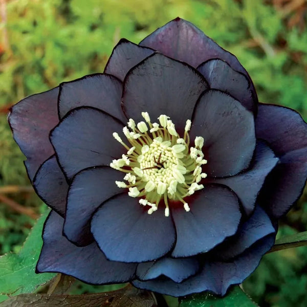 Christmas Rose-Black Hellebore