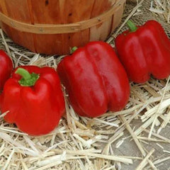 Pepper Sprinter F1 Organic