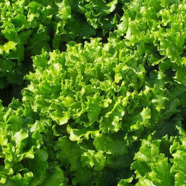 Lettuce Bergam's Green