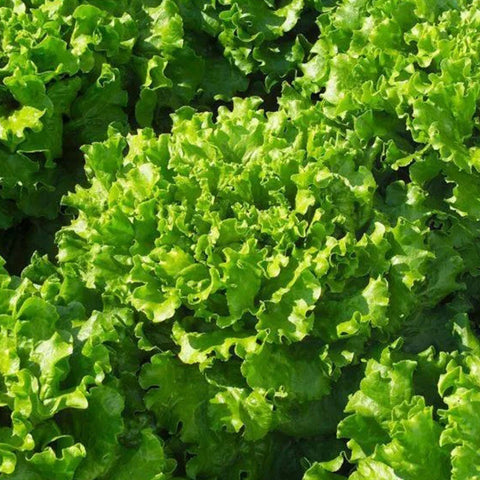Lettuce Bergam's Green
