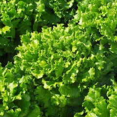 Lettuce Bergam's Green