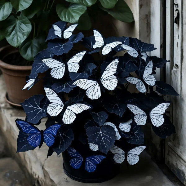 Butterfly Begonia Dark Night