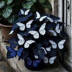 Butterfly Begonia Dark Night