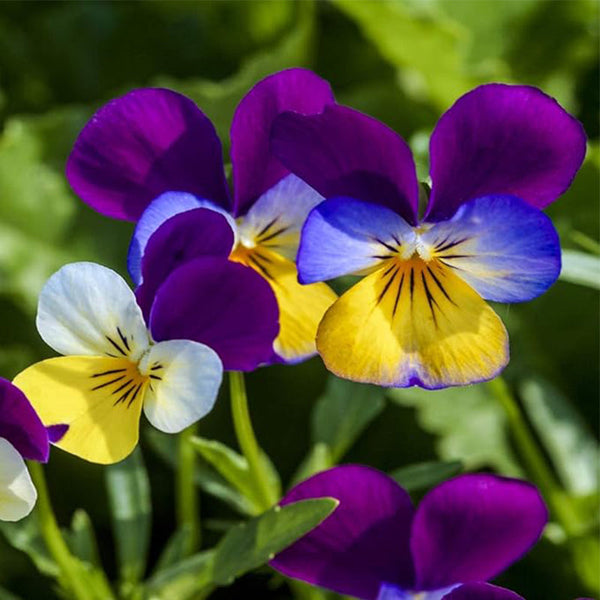 Perennial Viola Johnny Jump Up Flower Seeds for Planting