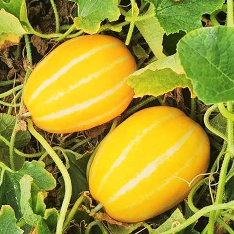 Korean Melon Seeds Chamoe Yellow White Oriental Japanese Cantaloupe