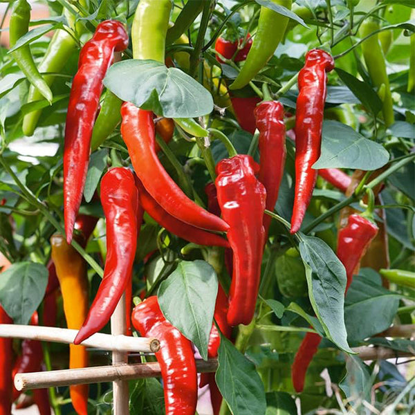 Cowhorn Hot Hot Pepper SeedsNon-GMO, Vegetable Garden - Capsicum annuum