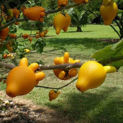 Nipple Fruit Seeds Titty Fruit Apple of Sodom Nipplefruit Bizarre Fruit in the Solanum Family
