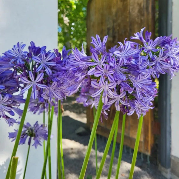 Agapanthus africanus 'Black Buddhist'