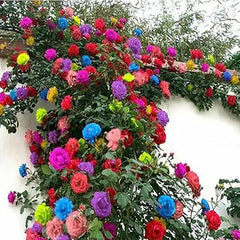 Mix Climbing Rose Seeds for Planting Outdoors Ornamental Climbing Flowers
