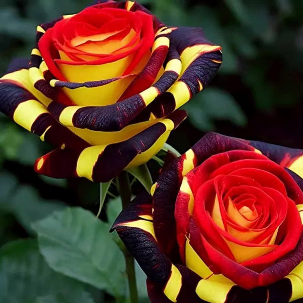 Rare Rose 