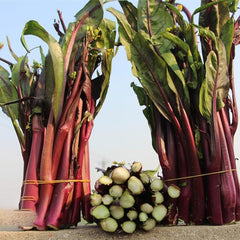 Red  Kale Seeds, Vegetable Seeds for Plating