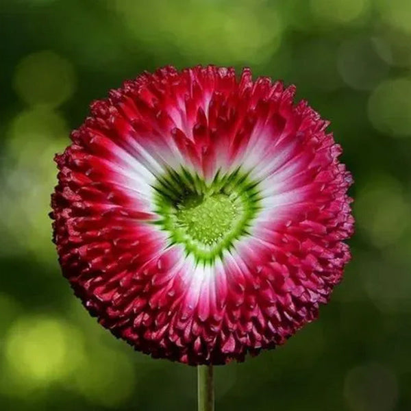 Aster Formula Mixed Colors - Flower Seeds