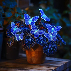 Butterfly Begonia Aurora Blue
