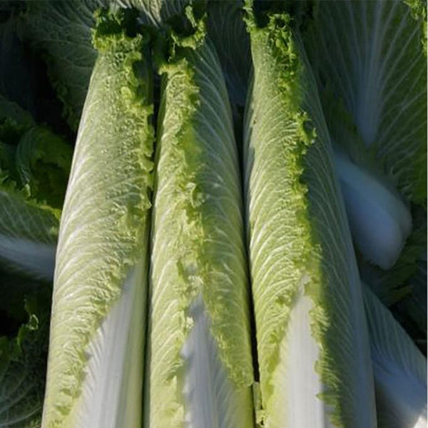 Chinese Cabbage Seeds - Pagoda 70 - Hybrid Non-GMO, F1 Hybrid - Asian Garden Vegetable