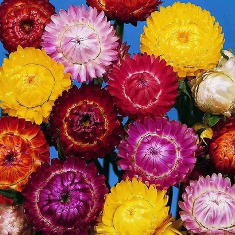 Mixed Strawflowers Helichrysum Flower Seeds-Everlasting Daisy