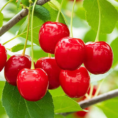 Dwarf Cherry Tree Seed Sweet Edible Fruit Robust Flavor Great Gardening