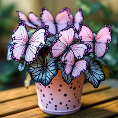 Butterfly Begonia Spotted Pink