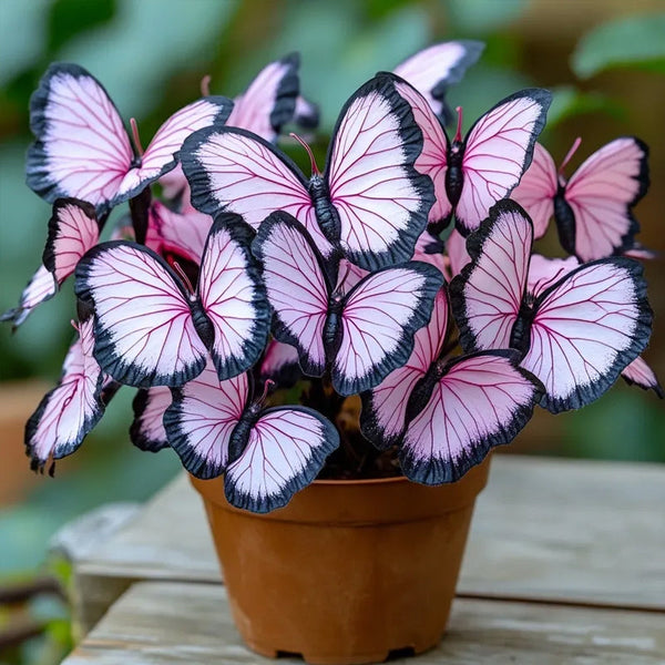 Butterfly Begonia Black edge pink