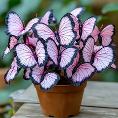 Butterfly Begonia Black edge pink