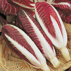 European Chicory Seeds