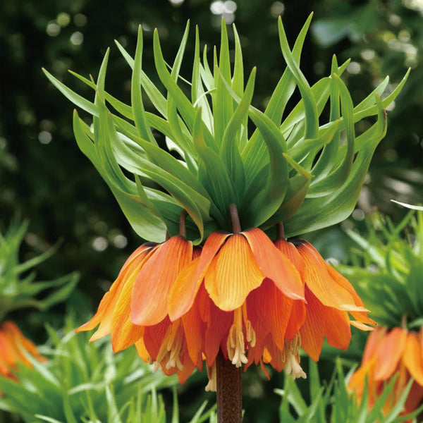 Fritillaria Crown Imperial Aurora
