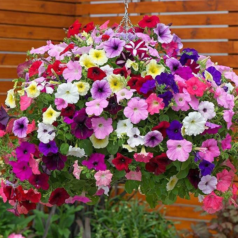 Mix Petunia Seeds for Planting For Outdoor Container, Basket, or Pot Flowers Fresh Garden Seeds