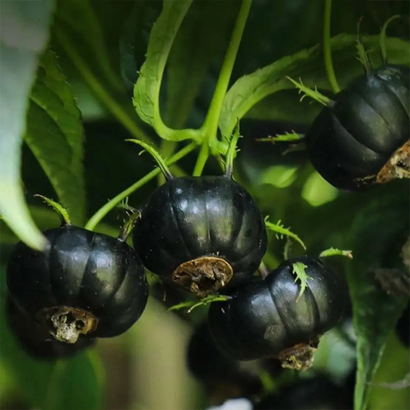 Small Version Small Version Of Pumpkin-Red Ginseng Seeds | Seedsplant