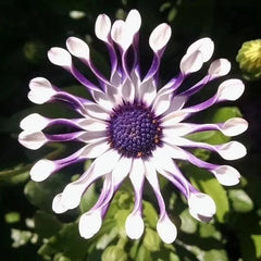 Blue Eye Chrysanthemum - White Peony Long-lasting Blooms