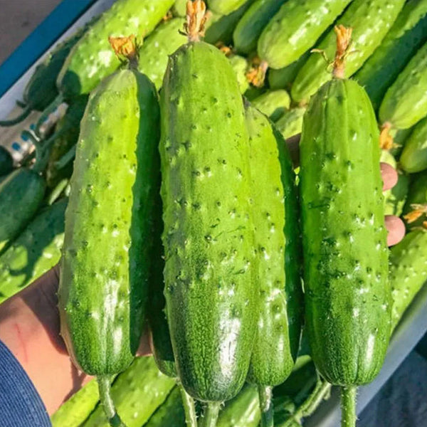 Crawling Cucumbers Seeds
