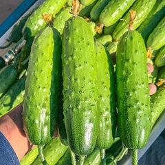 Crawling Cucumbers Seeds