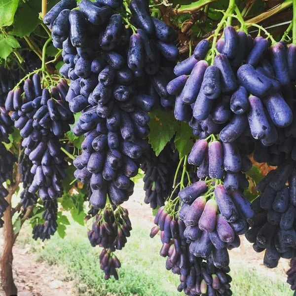 Seedless Sapphire Grapes Seeds