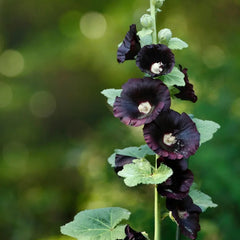 Hollyhock Henry The Eighth Black Flower