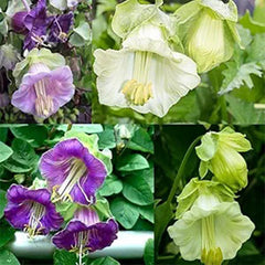Perennial Mixed Cobaea Cupb Saucer Vine Flower Seeds