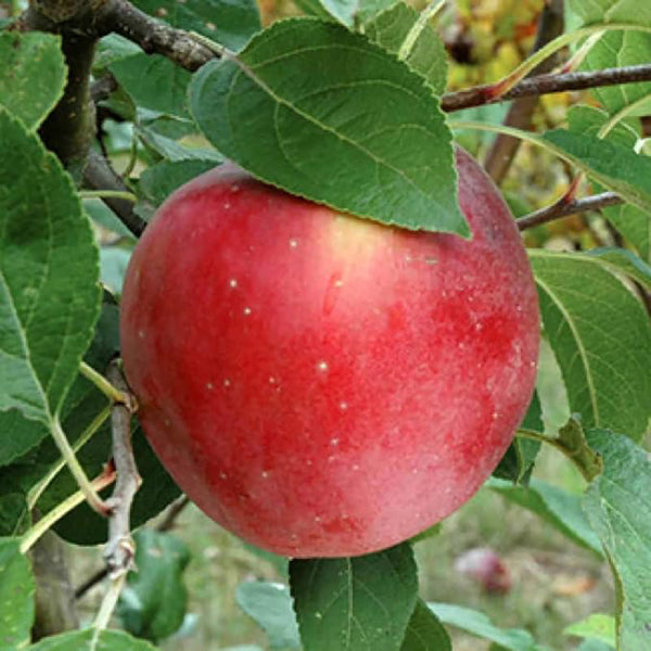 Miniature Apple Tree Seed High Yield Flourishing Perfect for Containers