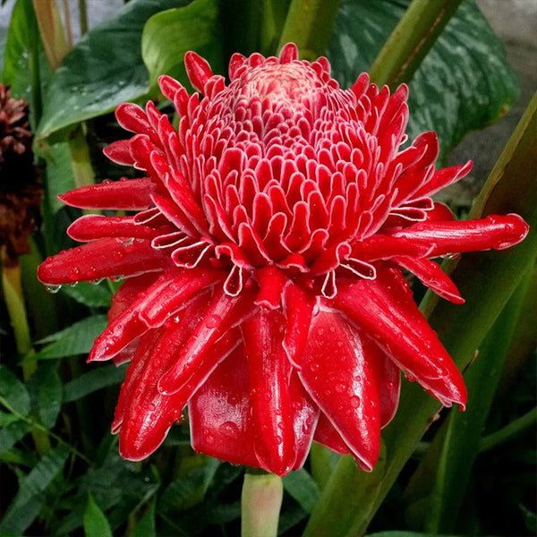 Porcelain rose seeds Etlingera elatior Torch Ginger