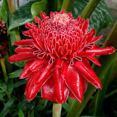 Porcelain rose seeds Etlingera elatior Torch Ginger