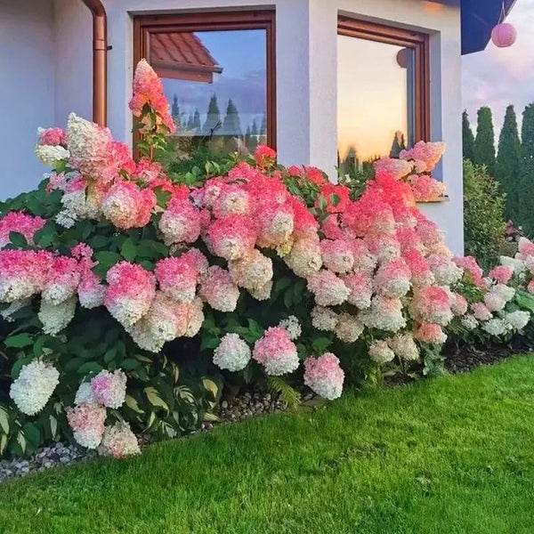 Strawberry Sundae Hydrangea- Beautiful, reunion and gratitude