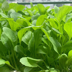 Brassica Rapa Chinensis Seeds, Pakchoi Seeds, Chinese White Cabbage, Vegetable Seeds for Planting